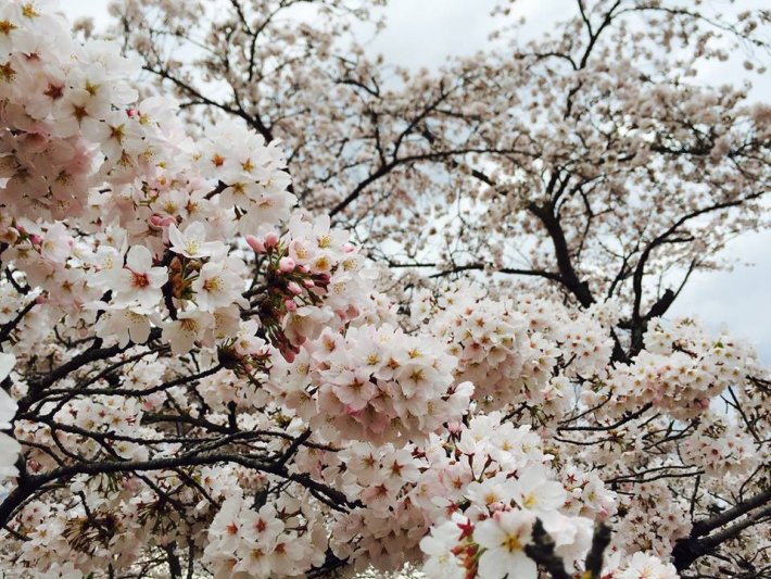 桜　かめりあ