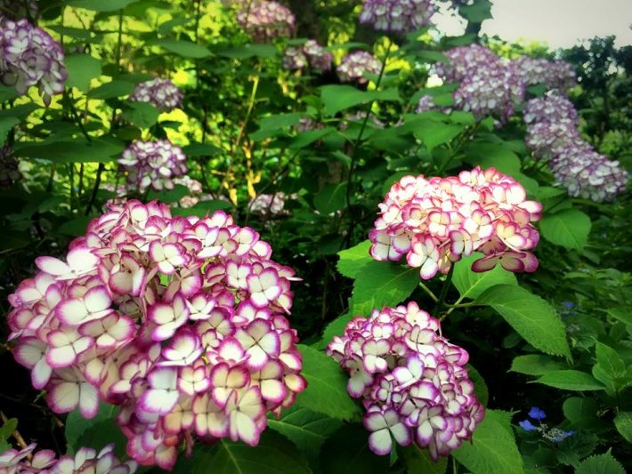 かめりあ　紫陽花　アジサイ　6月　梅雨