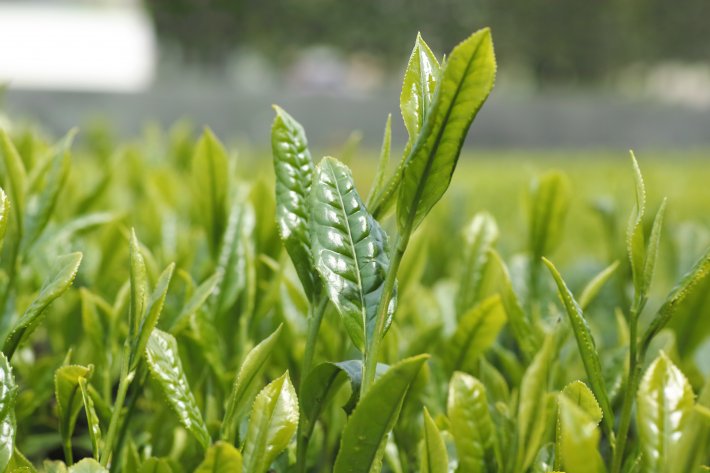 新茶茶葉