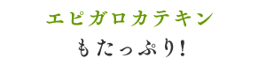 エピガロカテキンもたっぷり