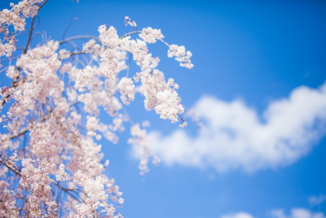 桜と青空