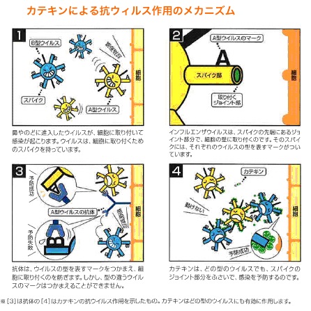 ｶﾃｷﾝ