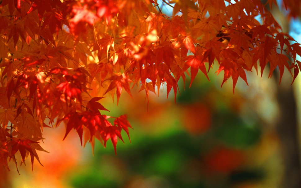 お茶　緑茶　秋　紅葉