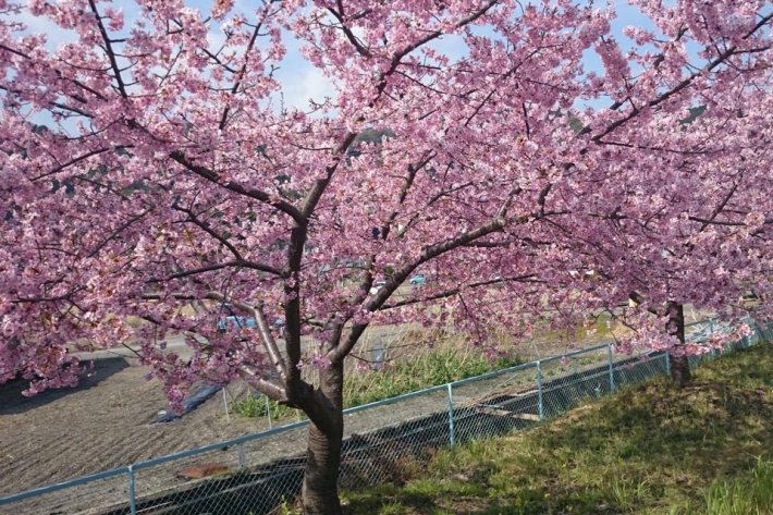 さくら　かめりあ